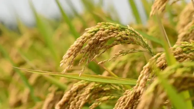 Cánh đồng lúa chín vàng, nơi khơi dậy cảm giác thanh bình và yên ả. Cánh đồng lúa chín vàng, nơi khơi dậy cảm giác thanh bình và yên ả.