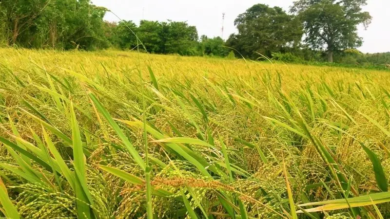 Những tia nắng chiều chiếu sáng cánh đồng lúa chín vàng, tạo nên khung cảnh huyền diệu. Những tia nắng chiều chiếu sáng cánh đồng lúa chín vàng, tạo nên khung cảnh huyền diệu.