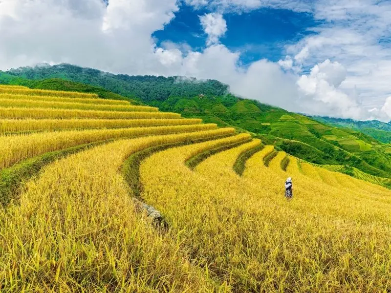 Mỗi bông lúa chín vàng là minh chứng cho công sức của người nông dân. Mỗi bông lúa chín vàng là minh chứng cho công sức của người nông dân.