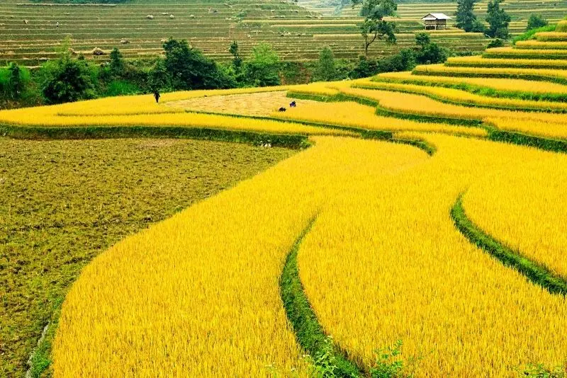 Không gian bình yên với cánh đồng lúa chín vàng trải dài tít tắp. Không gian bình yên với cánh đồng lúa chín vàng trải dài tít tắp.