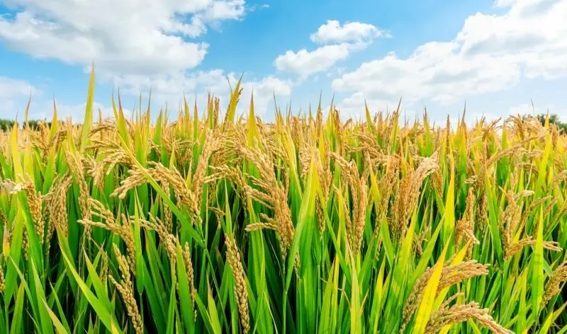 Hình ảnh cánh đồng lúa chín vàng gợi lên sự sung túc và no đủ. Hình ảnh cánh đồng lúa chín vàng gợi lên sự sung túc và no đủ.