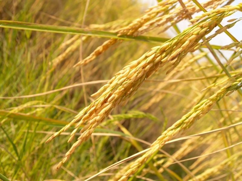 Không gian cánh đồng lúa chín vàng tràn ngập sắc màu của sự sống. Không gian cánh đồng lúa chín vàng tràn ngập sắc màu của sự sống.