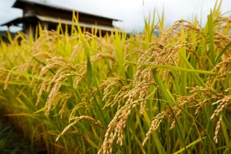 Cánh đồng lúa chín vàng lung linh dưới ánh hoàng hôn rực rỡ. Cánh đồng lúa chín vàng lung linh dưới ánh hoàng hôn rực rỡ.
