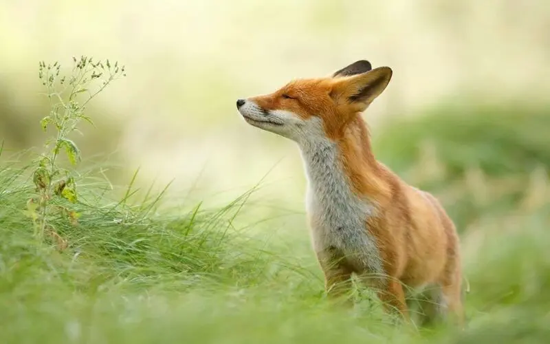 Hình nền động vật cute cáo ngộ nghĩnh