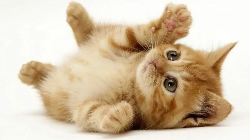 Hình nền động vật cute mèo với đôi mắt to tròn
