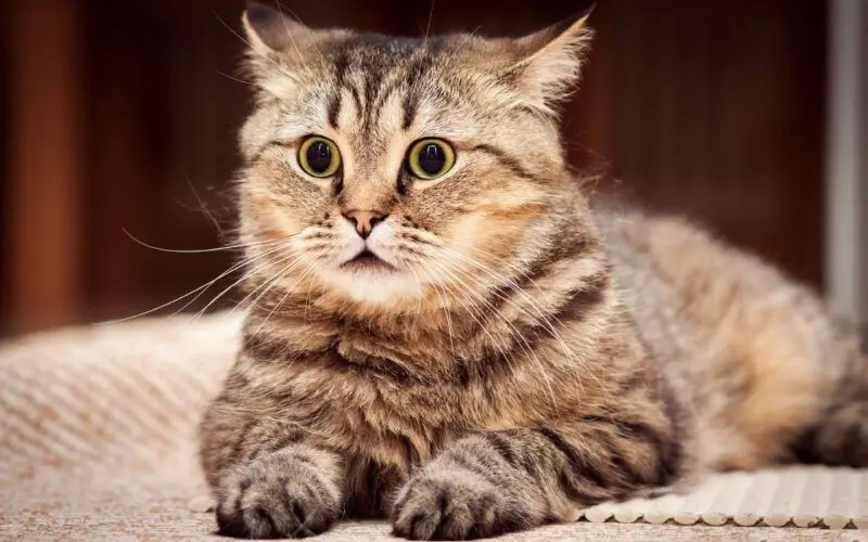 Hình nền động vật cute mèo con dễ thương