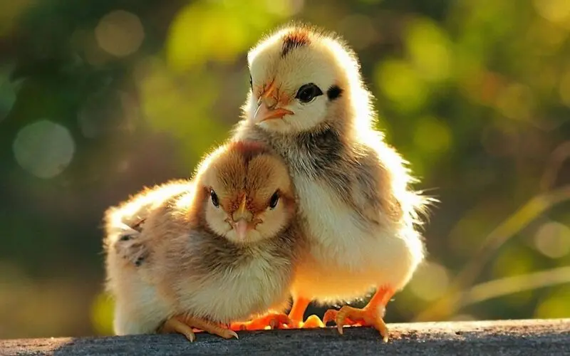 Hình nền động vật cute gà con với đuôi bông