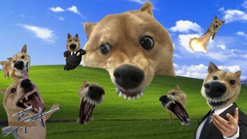 Hình nền meme dễ thương với mèo và chó hài hước