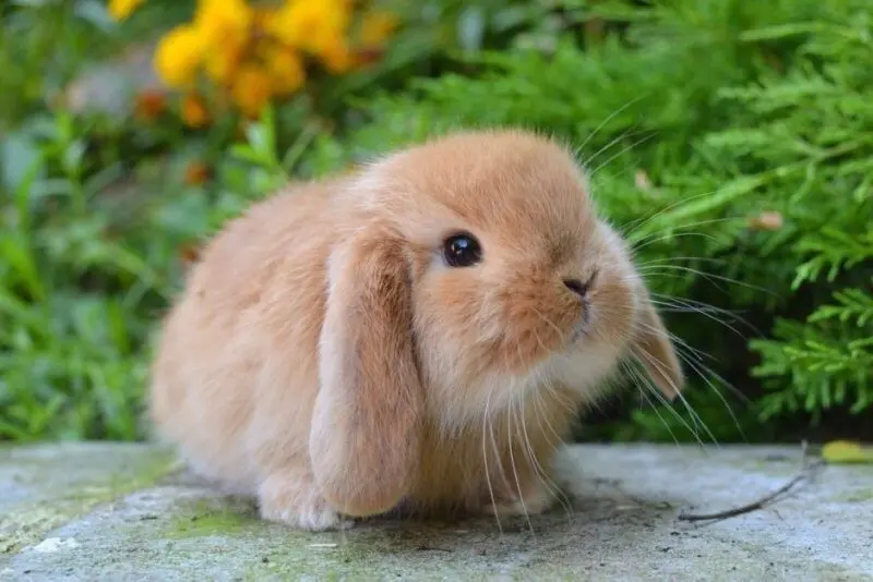 Hình nền động vật cute thỏ tai dài tinh nghịch