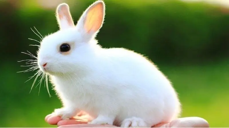 Hình nền động vật cute thỏ trắng dưới nắng