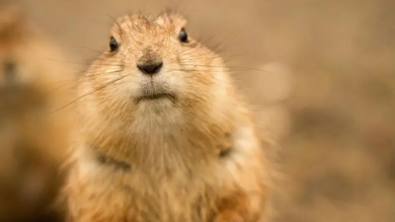 Hình nền động vật cute thỏ nâu đáng yêu