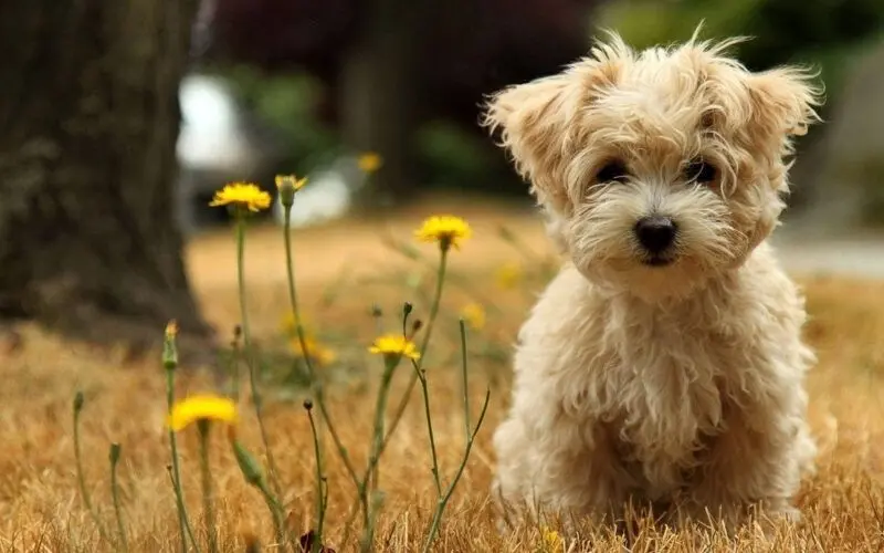 Hình nền động vật cute cún đang nhìn chăm chú