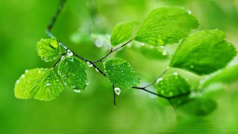 Hình nền thiên nhiên vườn hoa tươi sắc