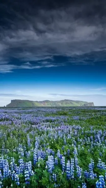 Hình nền thiên nhiên cánh đồng hoa lavender tím