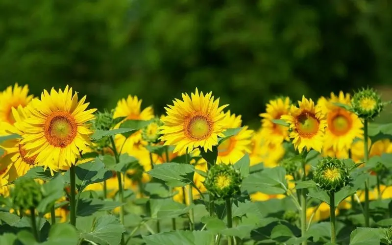 Cánh đồng hoa hướng dương bát ngát, điểm đến lý tưởng để thư giãn. Cánh đồng hoa hướng dương bát ngát, điểm đến lý tưởng để thư giãn.