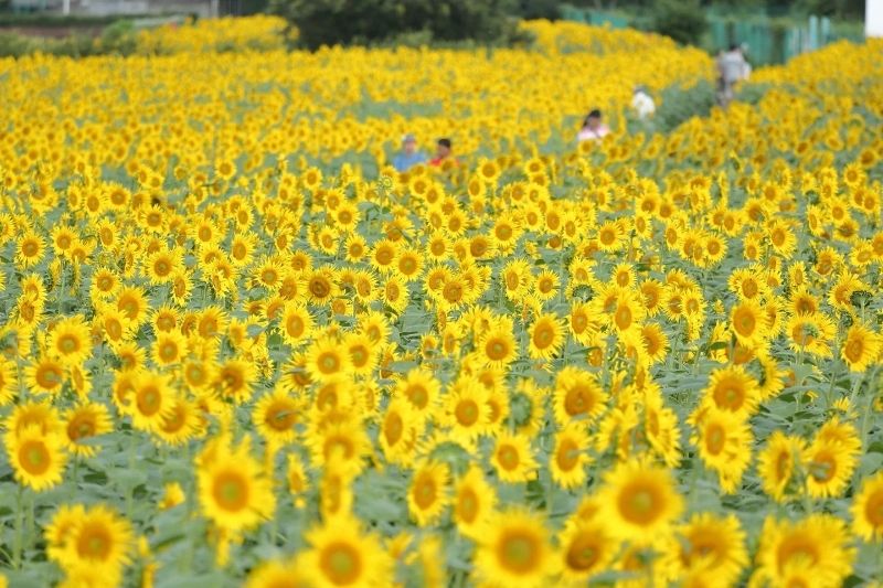 Phong cảnh cánh đồng hoa hướng dương, điểm đến lý tưởng cho ngày hè. Phong cảnh cánh đồng hoa hướng dương, điểm đến lý tưởng cho ngày hè.