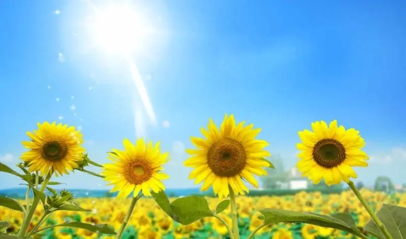 Chiêm ngưỡng cánh đồng hoa hướng dương trong nắng sớm. Chiêm ngưỡng cánh đồng hoa hướng dương trong nắng sớm.