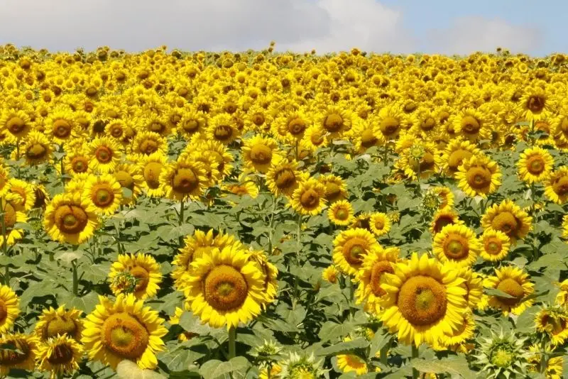 Cánh đồng hoa hướng dương đẹp ngỡ ngàng trong ánh sáng tự nhiên. Cánh đồng hoa hướng dương đẹp ngỡ ngàng trong ánh sáng tự nhiên.