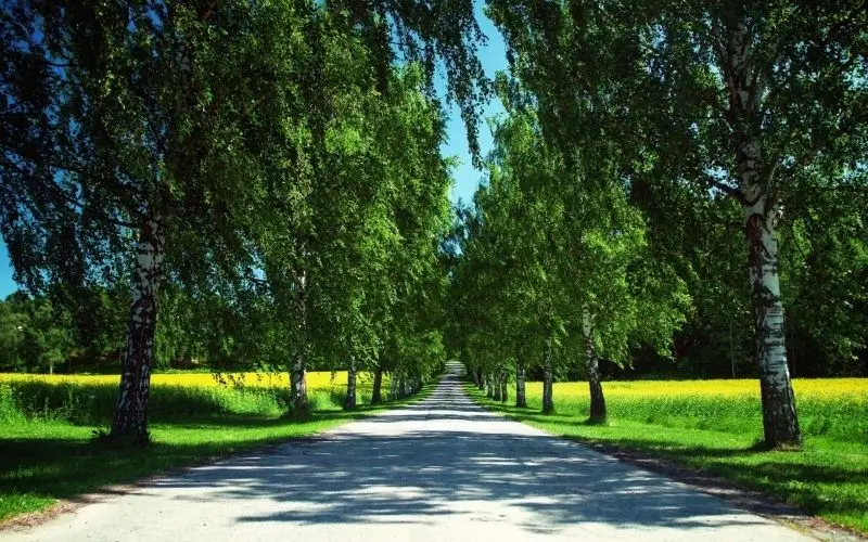 Chiêm ngưỡng khung cảnh mùa hè yên bình dưới ánh nắng dịu nhẹ Chiêm ngưỡng khung cảnh mùa hè yên bình dưới ánh nắng dịu nhẹ