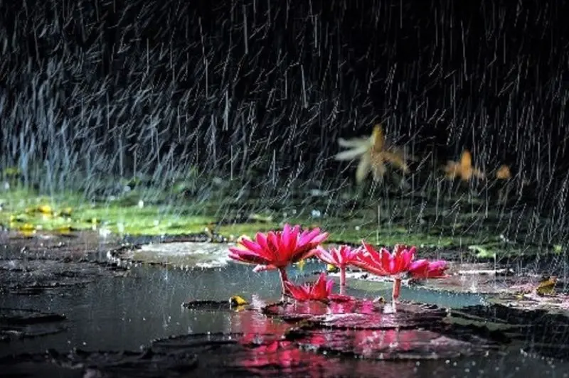 Mùa mưa lãng mạn, vẻ đẹp của sự yên bình. Mùa mưa lãng mạn, vẻ đẹp của sự yên bình.