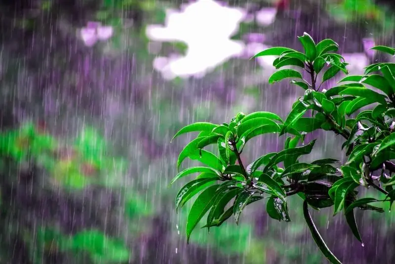 Khung cảnh mùa mưa lãng mạn, thiên nhiên tươi mới. Khung cảnh mùa mưa lãng mạn, thiên nhiên tươi mới.