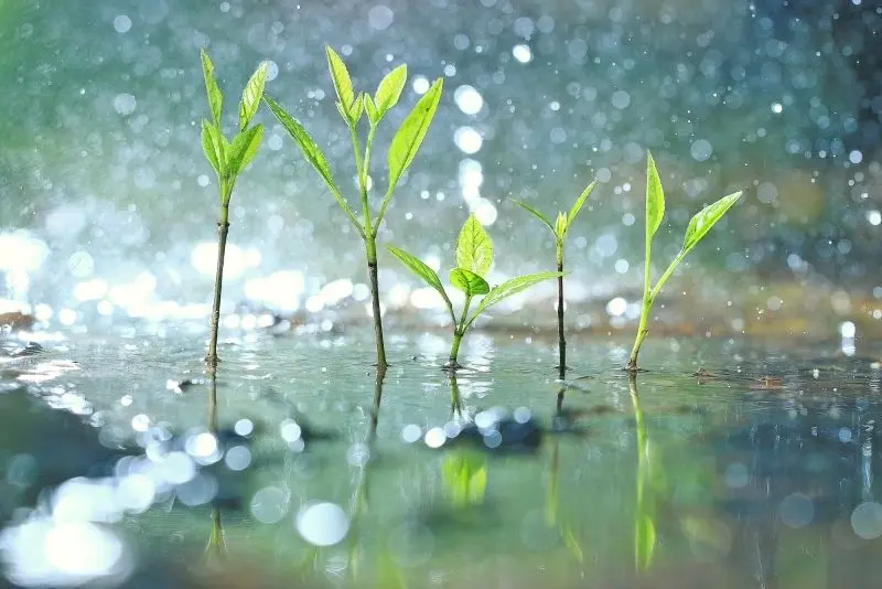 Mùa mưa lãng mạn, thiên nhiên yên tĩnh và nhẹ nhàng. Mùa mưa lãng mạn, thiên nhiên yên tĩnh và nhẹ nhàng.
