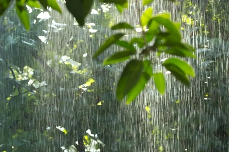 Thiên nhiên mùa mưa lãng mạn, không gian tĩnh lặng và xanh tươi. Thiên nhiên mùa mưa lãng mạn, không gian tĩnh lặng và xanh tươi.