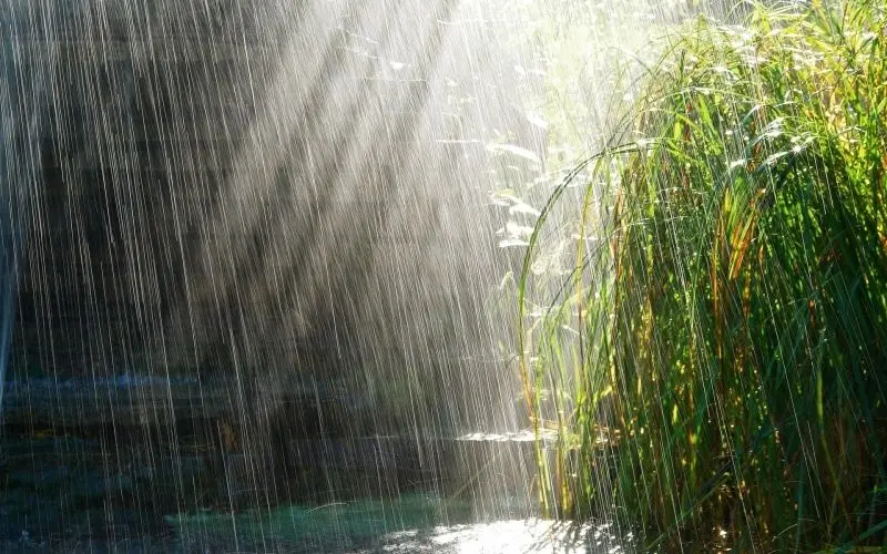 Thiên nhiên mùa mưa lãng mạn, không gian xanh mát. Thiên nhiên mùa mưa lãng mạn, không gian xanh mát.