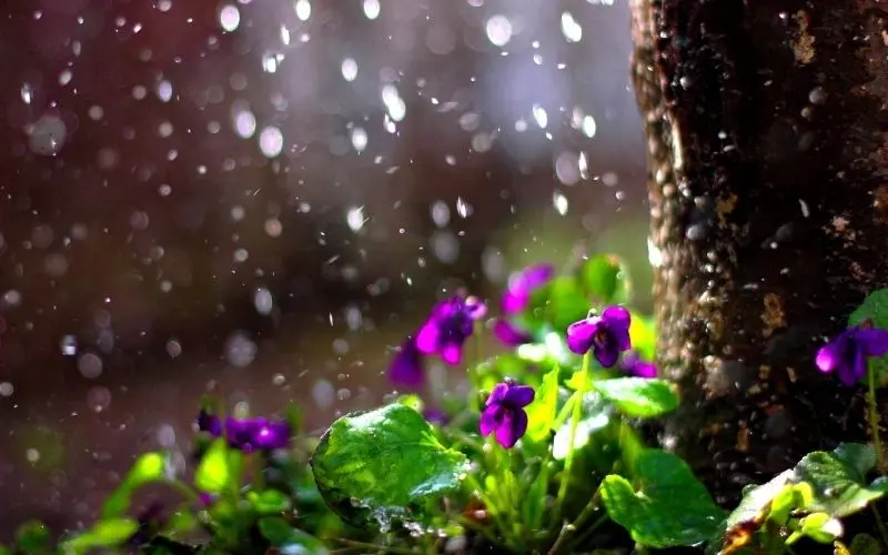 Mưa rơi nhẹ nhàng tạo nên cảnh sắc lãng mạn đầy thi vị. Mưa rơi nhẹ nhàng tạo nên cảnh sắc lãng mạn đầy thi vị.