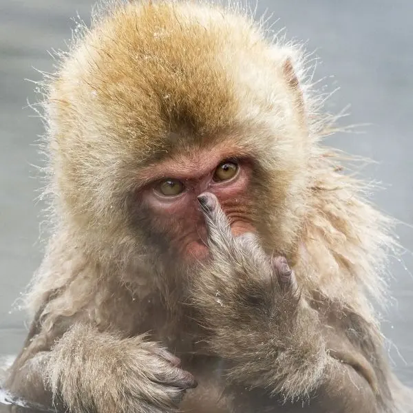 Meme khỉ làm người xem không nhịn được cười
