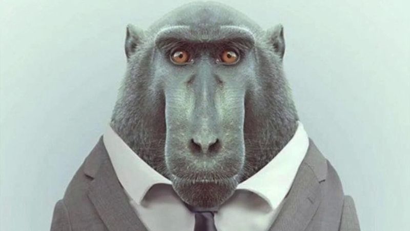Meme khỉ mang lại tiếng cười lớn