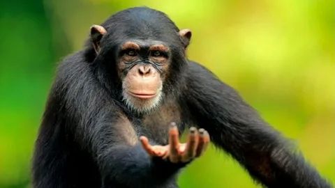Meme khỉ hài hước làm mọi người thích thú