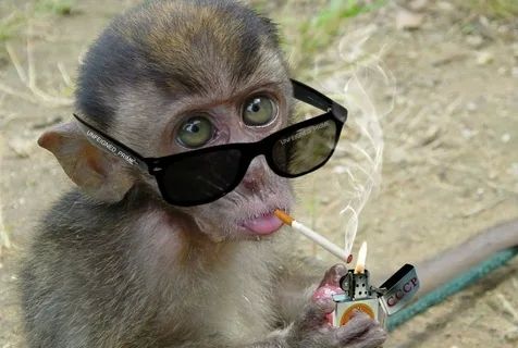 Meme khỉ với gương mặt độc đáo