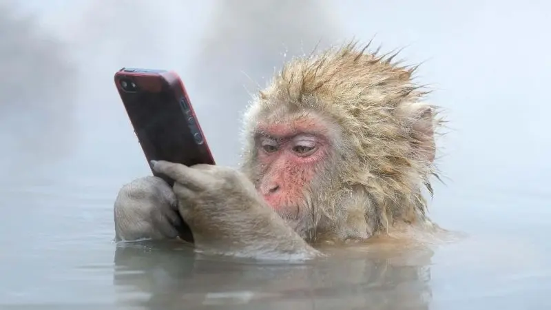 Meme khỉ bấm điện thoại hài hước và thú vị