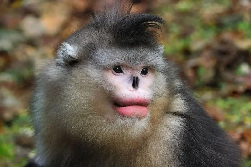 Meme khỉ mang lại tiếng cười vui vẻ