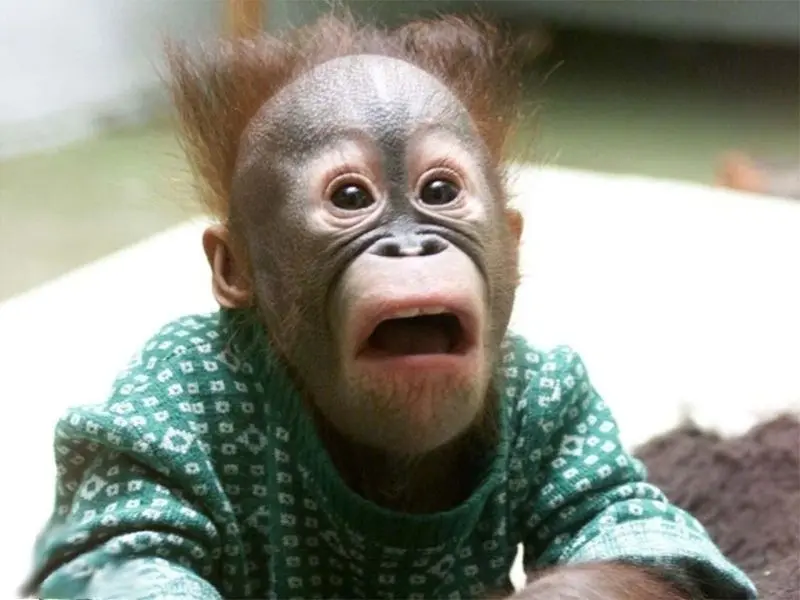 Meme khỉ làm tăng niềm vui cho người xem