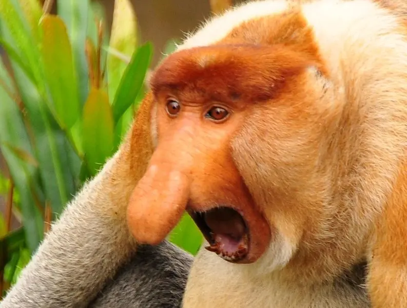 Meme khỉ với nét mặt ngộ nghĩnh và hài hước