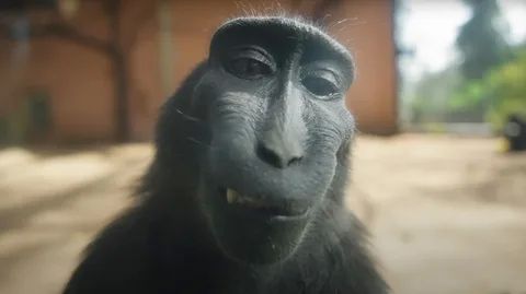 Meme khỉ hài hước khiến người xem thích thú
