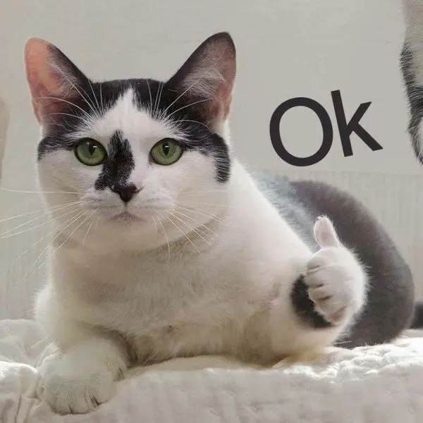 Meme ok đầy sáng tạo và vui nhộn