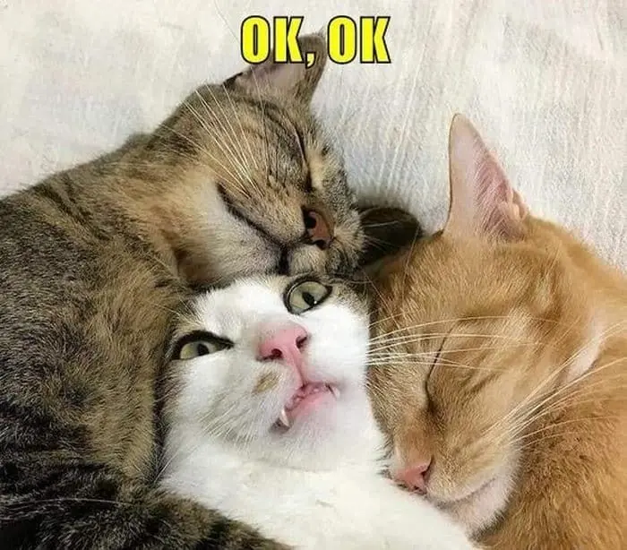 Meme ok khiến bạn bè cười không ngớt