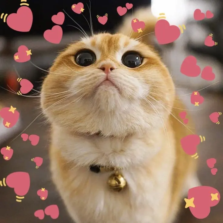 Meme trái tim mang lại tiếng cười