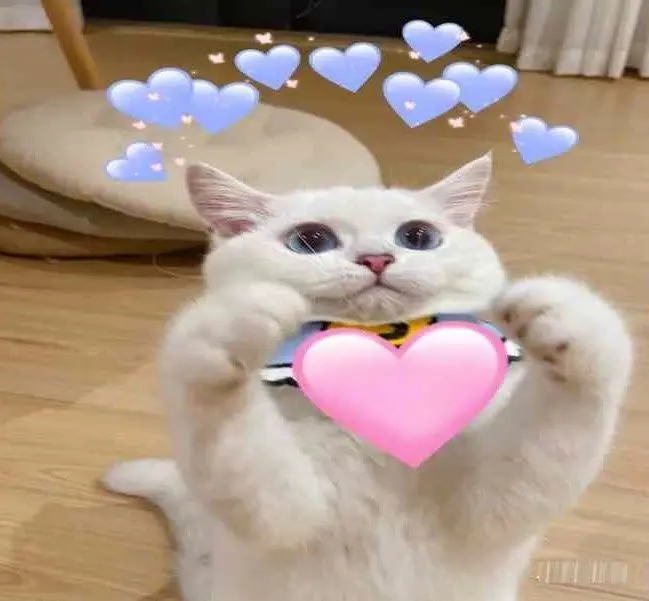 Meme trái tim hài hước và dễ thương
