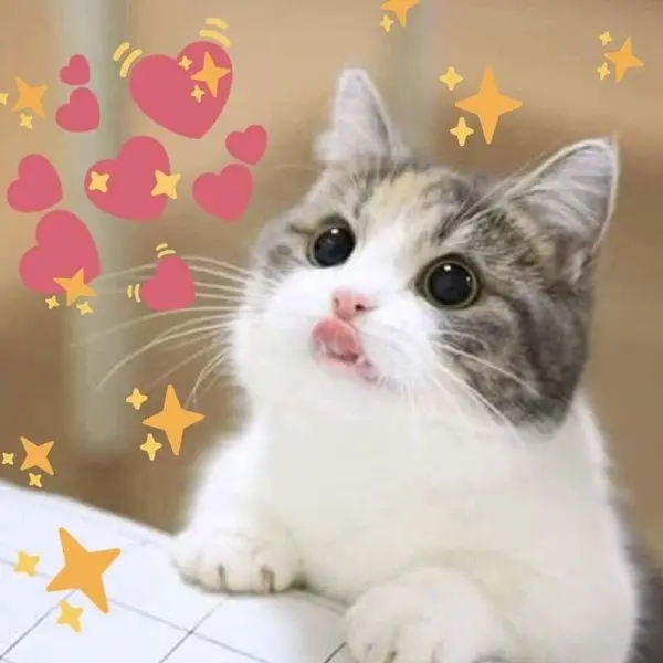 Meme trái tim mang đến niềm vui cho người xem