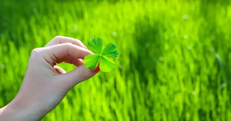 Avatar cỏ 4 lá đẹp, mang lại năng lượng tích cực mỗi ngày. Avatar cỏ 4 lá đẹp, mang lại năng lượng tích cực mỗi ngày.