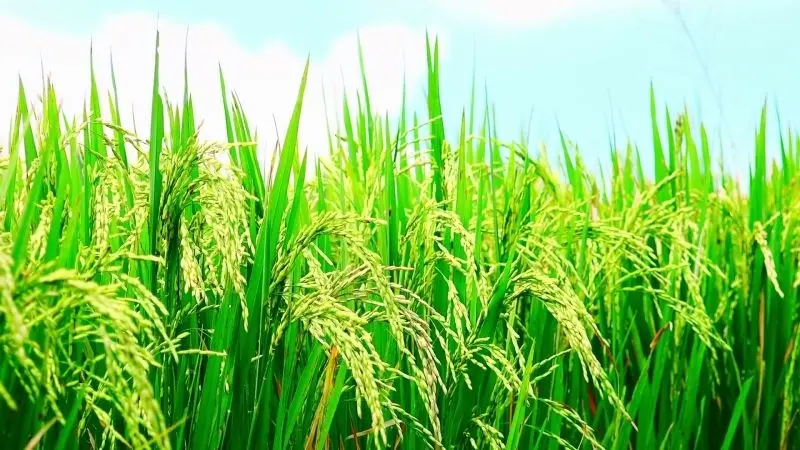 Cánh đồng lúa xanh mướt, phong cảnh làng quê bình yên.