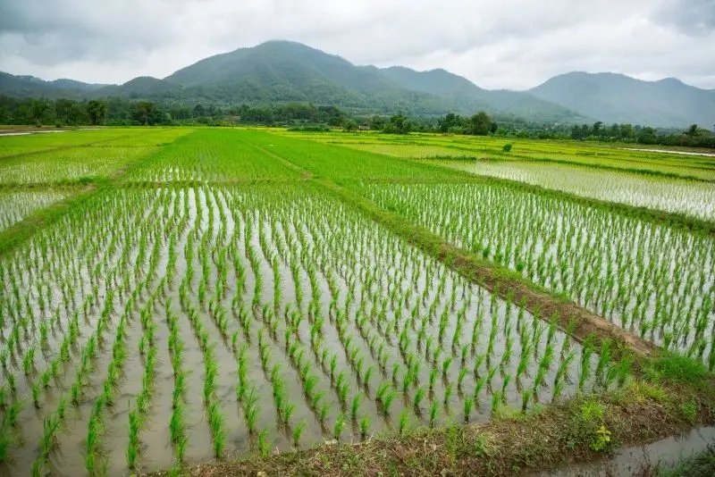 Vẻ đẹp của ruộng lúa xanh mướt trên đồng quê yên bình.