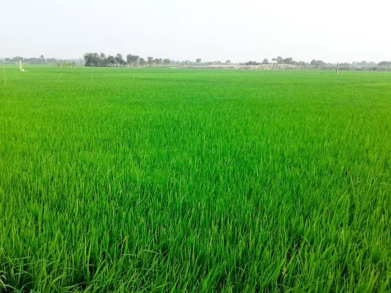 Cánh đồng lúa xanh mát dịu dàng trong không gian yên tĩnh.