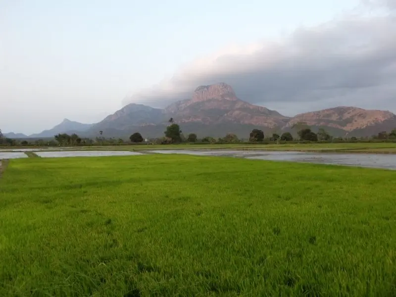 Cánh đồng lúa xanh mát - vẻ đẹp giản dị của làng quê.