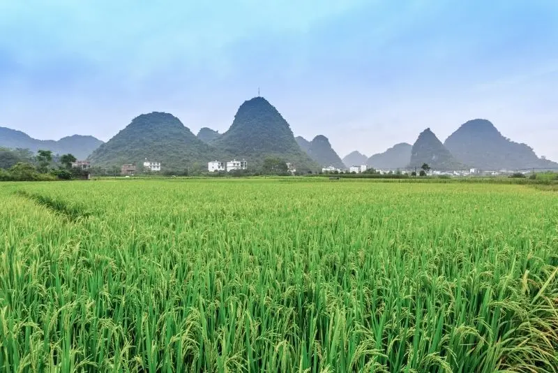 Cánh đồng lúa xanh mát - vẻ đẹp làng quê Việt Nam.