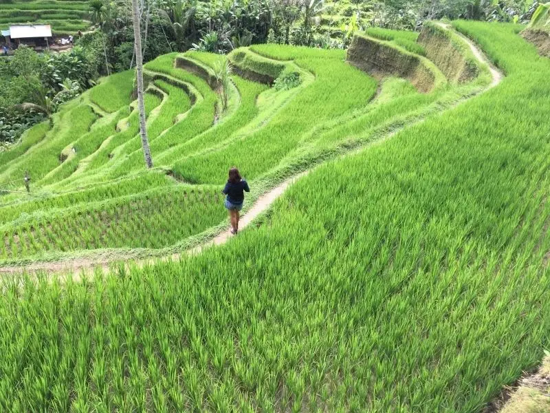 Bức tranh cánh đồng lúa xanh, đẹp đến nao lòng.